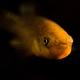 Gulf killifish